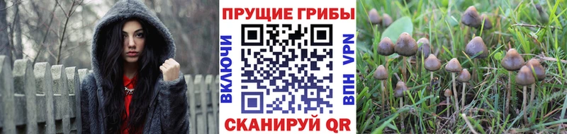 Псилоцибиновые грибы Psilocybe  Купить где  Бирюч 